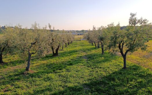 Terreno Agricolo in vendita